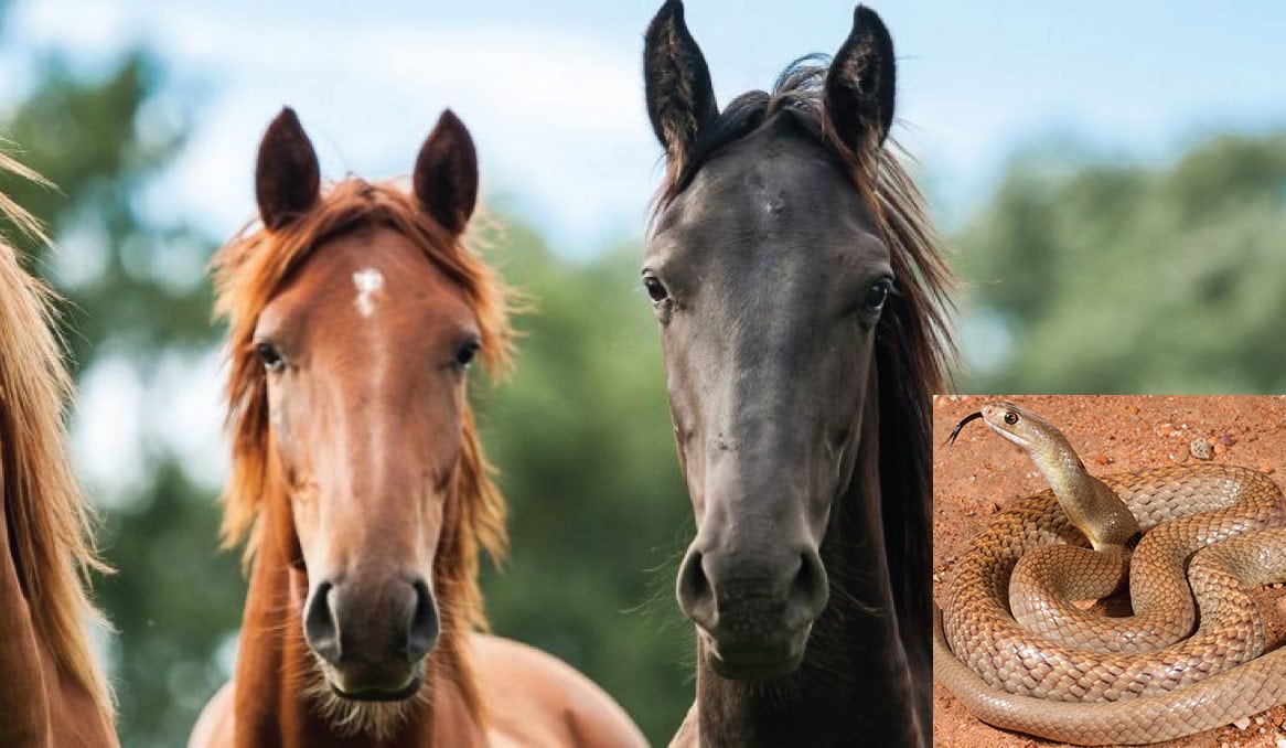 Equine Veterinary First Aid, EVFA, on-line equine first aid pharmacy, equine products, on-line store