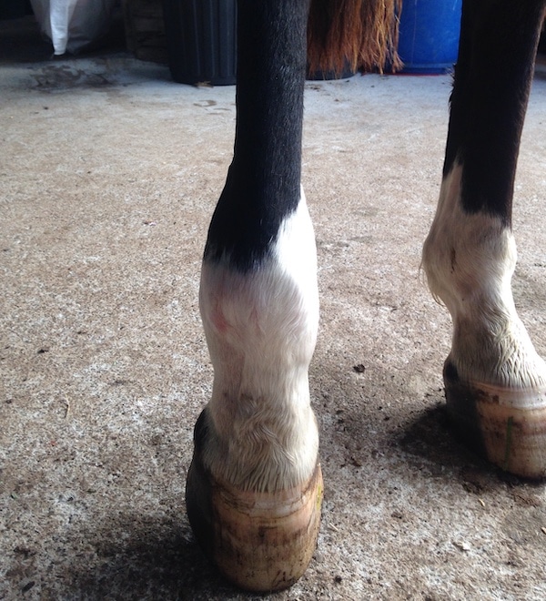 Abscess boot for horses shop
